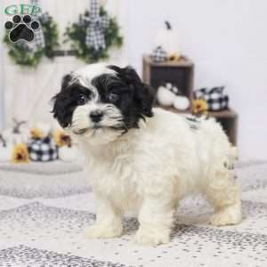 Beanie, Havapoo Puppy